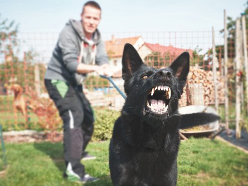 When Might A Dog Owner Not Be Liable For A Bite?