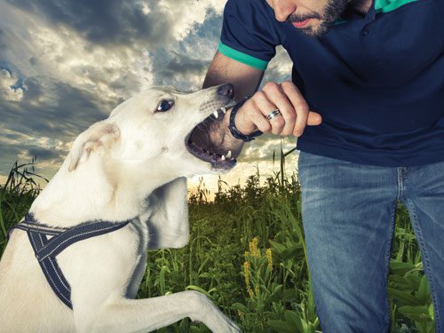 What Happens If Your Dog Does Bite Someone?