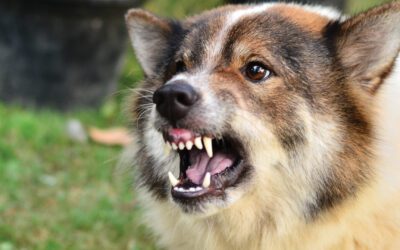 Ohio Dog Bites – Who is Liable?
