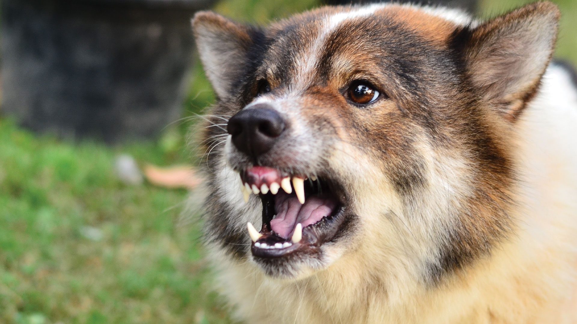 Ohio Dog Bites - Who is Liable?